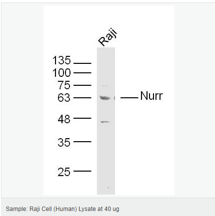 60544ed36dc21.png image.png